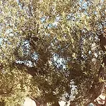 Casa Di A Felicita 别墅